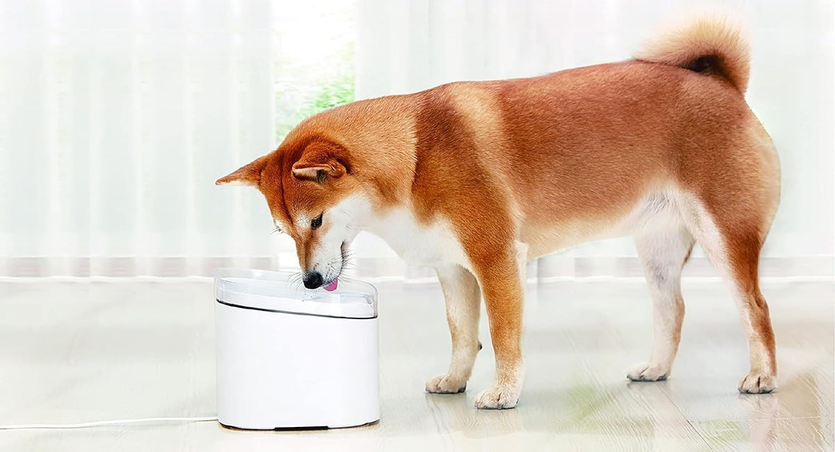 Fontana intelligente per animali domestici cani filtraggio a 4 stadi Smart Home